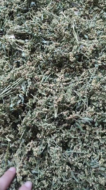 古蔺县古蔺赶黄草茶