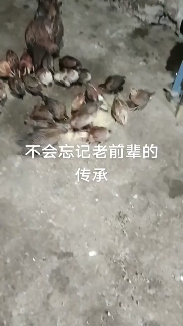 织金县土鸡苗