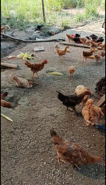 仙桃市自然放养土鸡，绿色健康！