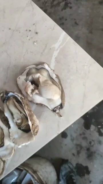 连云港赣榆太平洋生蚝水产贝类现捞现发商用生蚝批发可视频验货