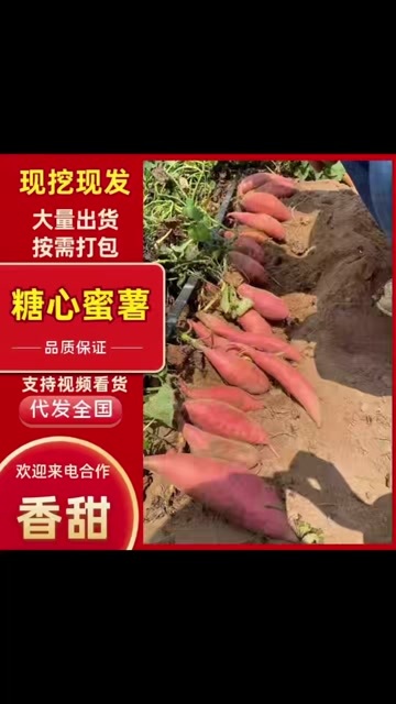 夏津县烟薯25糖心蜜薯，规格大，中，小支持各种包装整车发