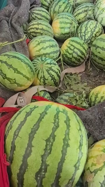 亳州自己种的瓜