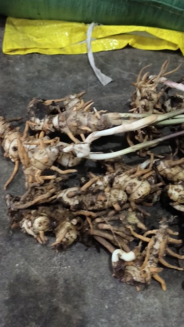 贵州安龙黄天麻中药材滋补药材产地直供，鲜品