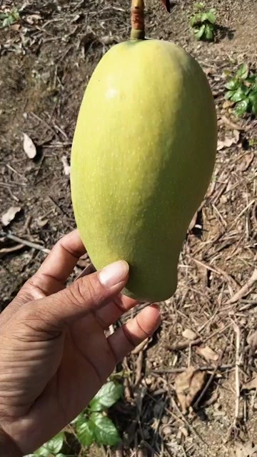 百色青芒