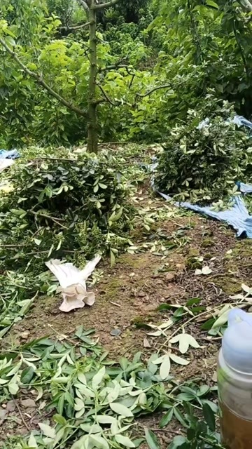 盐边县自己家种的，清一色花椒