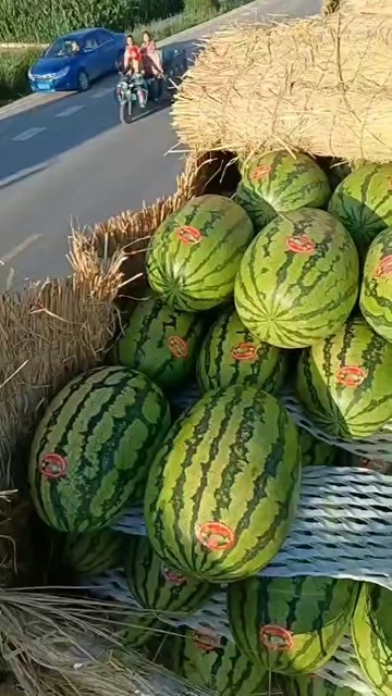 恭城县硒砂西瓜大量供应