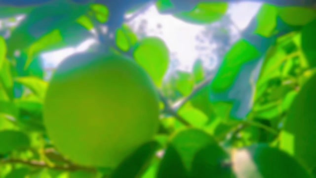 东阿县苏翠一号