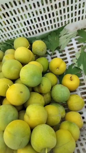 巴中四川脱骨李，应季李子！都说是蜂糖李其实不是蜂糖李口感差不多，