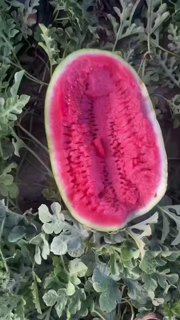 中宁县宁夏中宁硒砂瓜精品露天种植西瓜整车代发产地直供