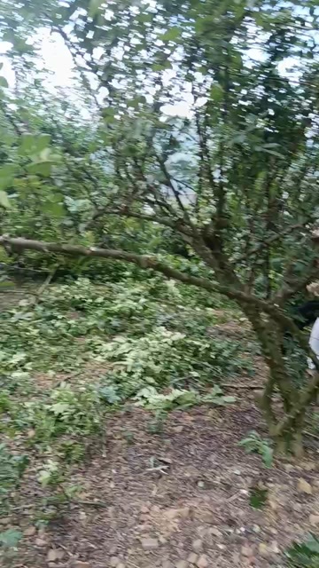 永善县青花椒