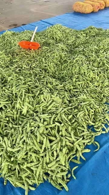 公主岭市东北大油豆角，