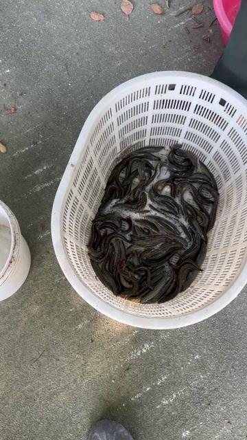 湖州出售各种规格泥鳅