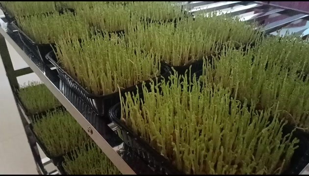 四川自贡富顺活体蔬菜 无化添芽苗菜 新鲜豌豆苗 农家种植直供