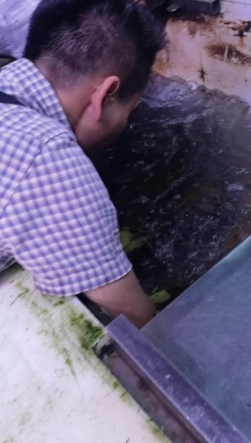 广州草鱼