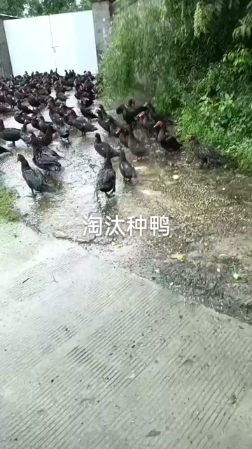 万载县淘汰玉土公母番鸭