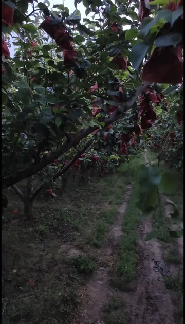 临猗县白皮皇冠梨