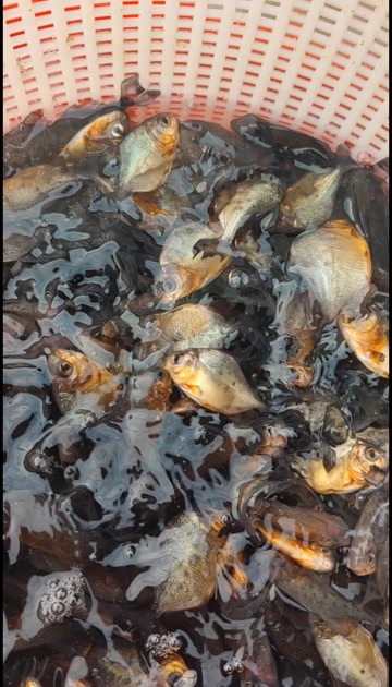 广州淡水白鲳鱼苗，大规格苗，养殖成本低杂食性鱼，不挑水质不挑地方