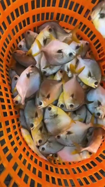 珠海小金鲳