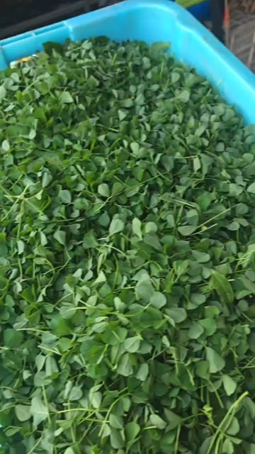 靖江市金花菜   草头