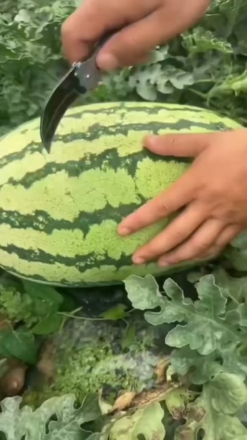 恭城县无子硒砂瓜10斤起步12斤起步15斤起步大量供应中