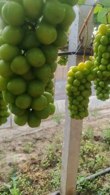 湖南阳光玫瑰大量上市口感甘甜香味浓郁