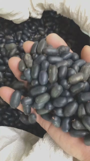 南宁石连子
