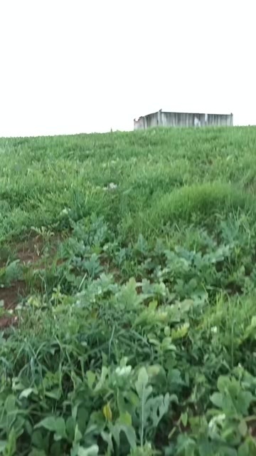 兴安县甜王，美都等