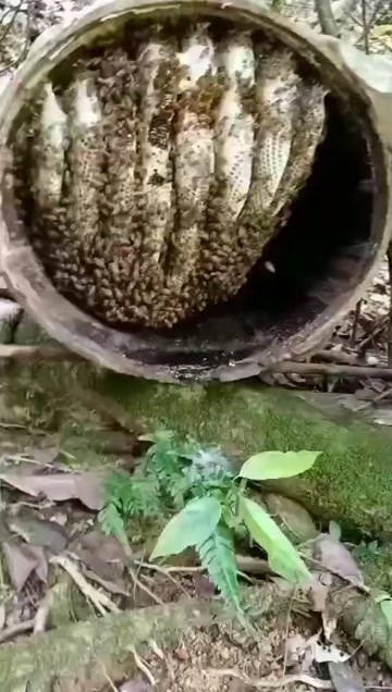 全南县野生蜂蜜