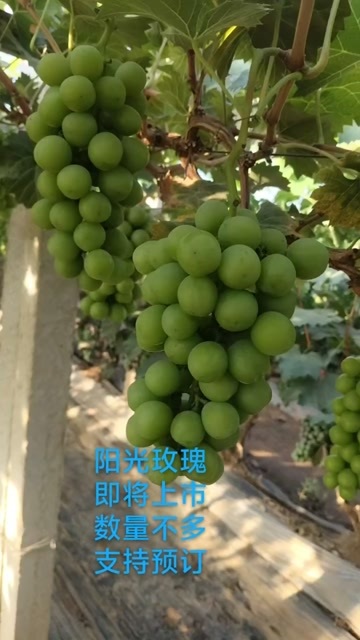 曲阜市阳光玫瑰135山东省济宁627市曲阜市小88雪镇白杨树194
