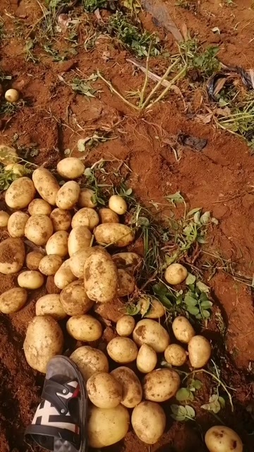 绥中县黄心土豆