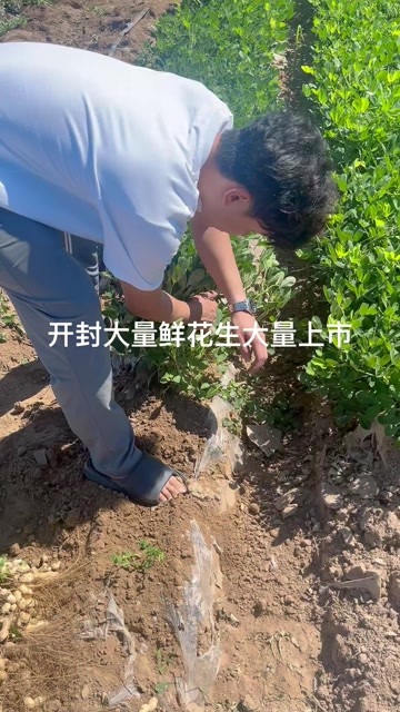 开封开封鲜花生大量上市大白沙四粒红相中的老板来