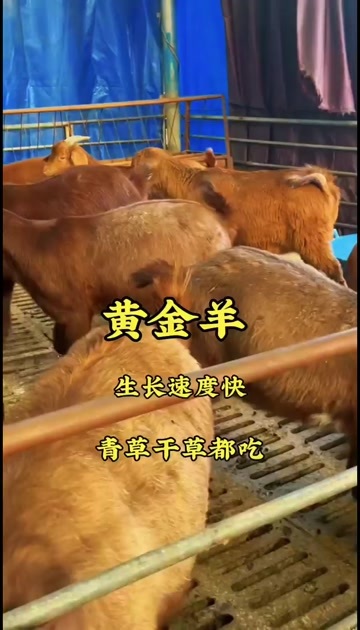 嘉祥县黄金羊公母都有，常年供应