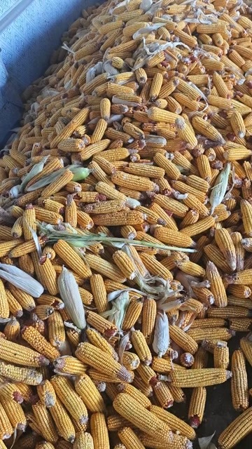 出售湖北地区春玉米棒，水份30左右，价格便宜，欢迎合作。