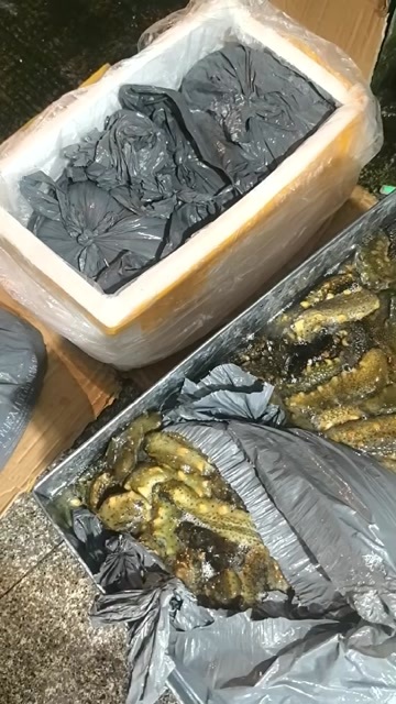福州福建省鲜活海参 淡水养殖优质软体水产