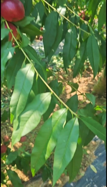 油桃