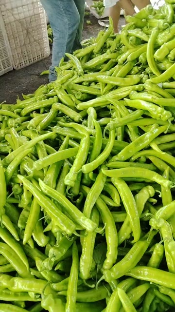 阳高县山西阳高辣椒 新鲜茄果类蔬菜 产地直供