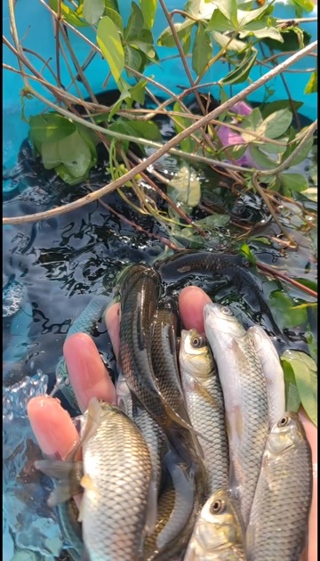 大规格草鱼苗，无需打针的，抗病能力强，好养活