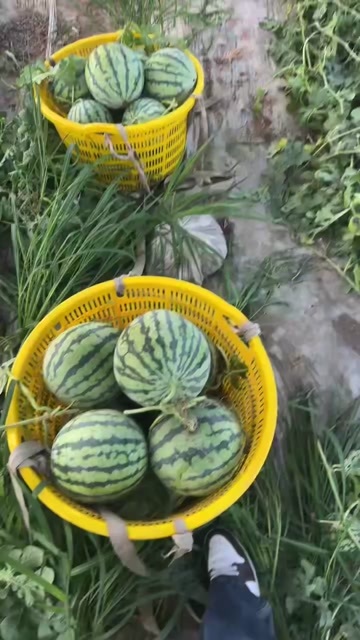东台市中蜜一号 无籽 精品可定价格美丽 私我