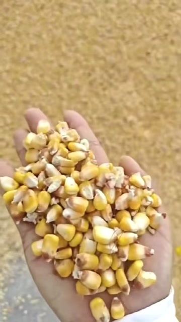 仙桃市大量出售湖北地区湿玉米粒，水份30左右，价格便宜，欢迎合作。