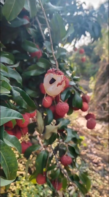 灵山县仙进奉
