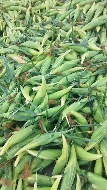 三台县鲜食玉米
