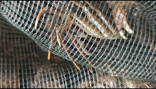 盘锦河蟹，毛蟹，稻田蟹，蟹苗，各种规格