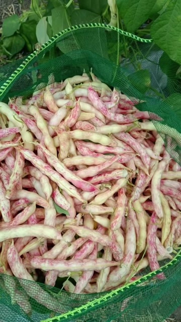 公主岭市豆角