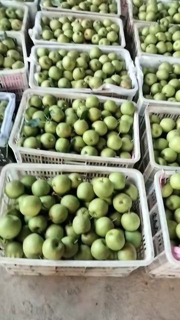 宜城市翠冠梨