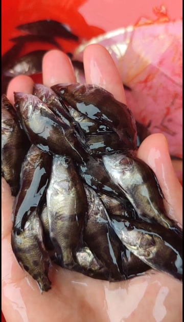 鳜鱼又名桂花鱼、季花鱼等，是淡水鱼类中的名贵鱼类，肉质纯白