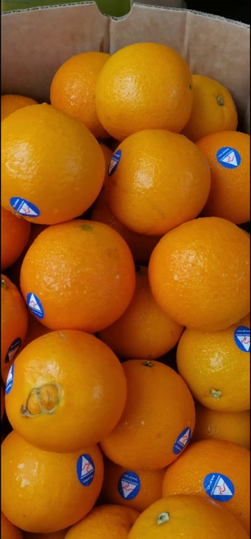 澳橙，整柜到货，量大从优