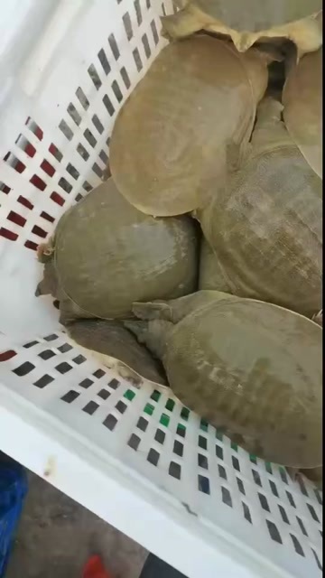 本店长年批发！零售！配送！快递！生态黄甲鱼从。免费配送桌席