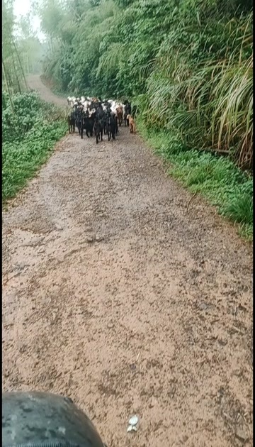 大山吃草长大土山羊