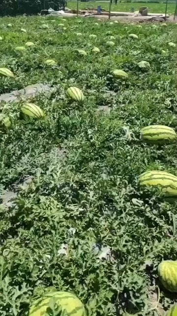 靖远县金花西瓜