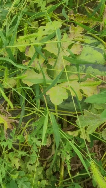北京头茬甜王西瓜12斤打底都是靓瓜